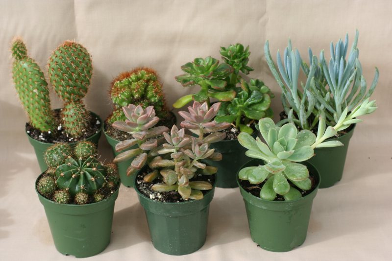 3" pot Cactus-Succulent Assortment